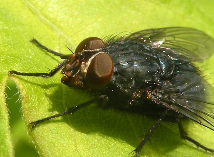 Calliphora vicina M (Calliphoridae)